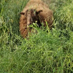 Levice Wine Cellars - Levice