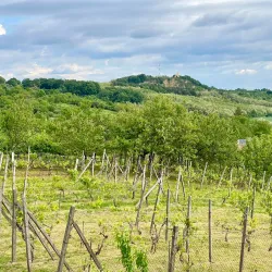 Levice Wine Cellars - Levice