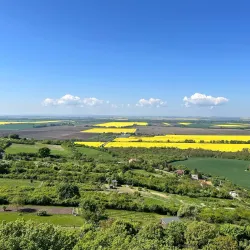 Levice Wine Cellars - Levice