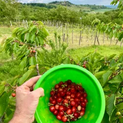 Levice Wine Cellars - Levice