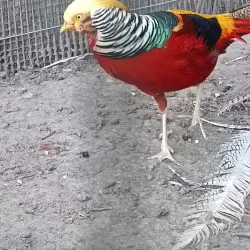 Mestský Park (City Park) - Levice