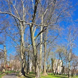 City Park (Mestský park) - Michalovce