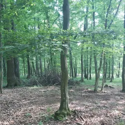 Little Carpathians Protected Landscape Area - Modra