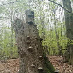 Little Carpathians Protected Landscape Area - Modra
