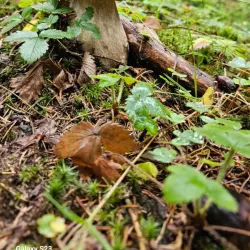 Hiking Trails around Namestovo - Namestovo (Námestovo)