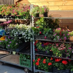 Local Market - Nove Zamky