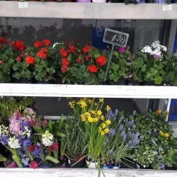 Local Markets and Shops - Partizánske