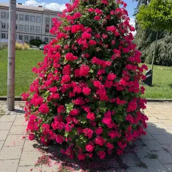 Partizánske City Park - Partizánske