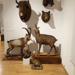 Museum of the High Tatras (Múzeum Vysokých Tatier) - Poprad