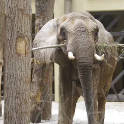 Bojnice Zoo - Prievidza