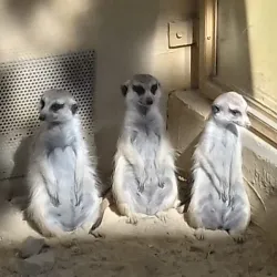 Bojnice Zoo - Prievidza