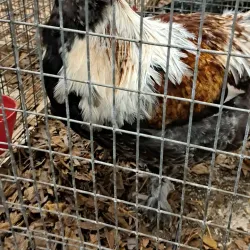 Agricultural Museum in Nitra - Tlmače