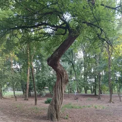 St. Nicholas Church - Trebišov