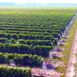 Local Vineyards and Wine Tasting - Velky Meder