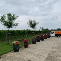 Local Vineyards and Wine Tasting - Velky Meder