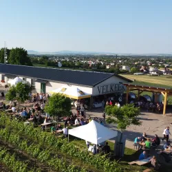 Local Vineyards and Wine Tasting - Velky Meder