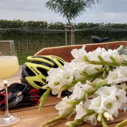 Local Vineyards and Wine Tasting - Velky Meder