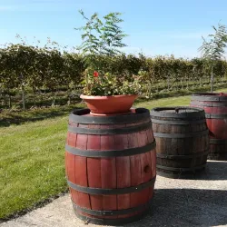 Local Vineyards and Wine Tasting - Velky Meder