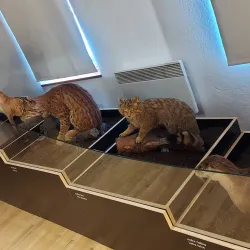 Slovak Technical Museum - Forestry Museum - Zvolen