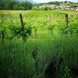 Vipava Valley Wine Routes - Ajdovscina