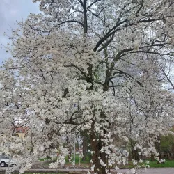 Hop Growing Fields - Žalec