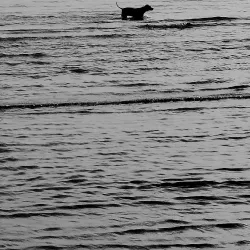 Ankaran Beach - Ankaran