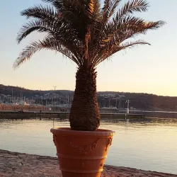 Izola Marina - Ankaran