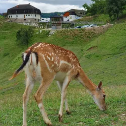Kozjansko Regional Park - Šentjur