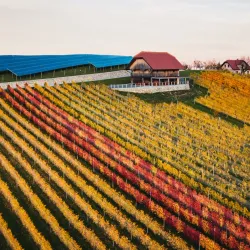 Local Vineyards and Wine Tasting - Šentjur