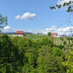 Local Vineyards and Wine Tasting - Šentjur