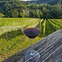 Local Vineyards and Wine Tasting - Šentjur