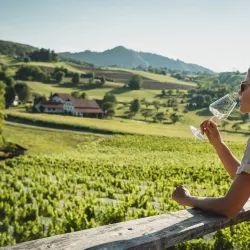 Local Vineyards and Wine Tasting - Šentjur
