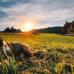 Grosuplje Town Square - Grosuplje
