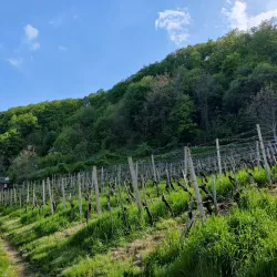 Local Vineyards - Horjul