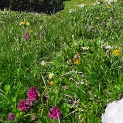 Koroška Bela - Jesenice