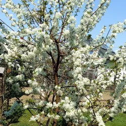 Koroška Bela - Jesenice