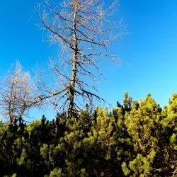 Koroška Bela - Jesenice