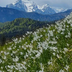 Planina pod Golico - Jesenice