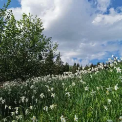 Planina pod Golico - Jesenice