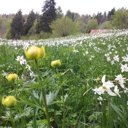 Planina pod Golico - Jesenice