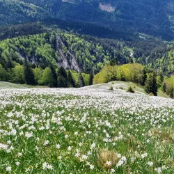 Planina pod Golico - Jesenice