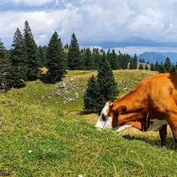 Mala Planina - Kamnik