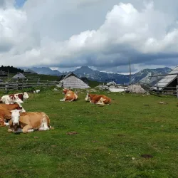 Velika Planina - Kamnik