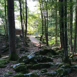 Kočevski Rog Forest - Kocevje