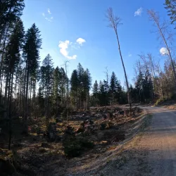 Kočevski Rog Forest - Kocevje