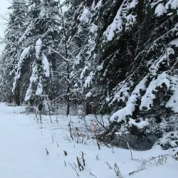 Kočevski Rog Forest - Kocevje