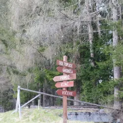 Kočevski Rog Forest - Kocevje