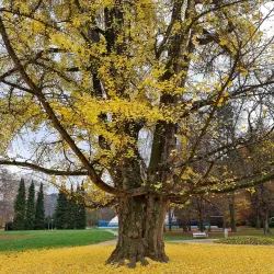 City Park (Mestni park) - Murska Sobota