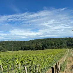 Prekmurje Wine Cellars - Murska Sobota