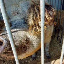 Prekmurje Wine Cellars - Murska Sobota